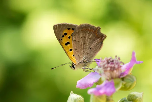 Motýl Barevném Květu Přírodě — Stock fotografie