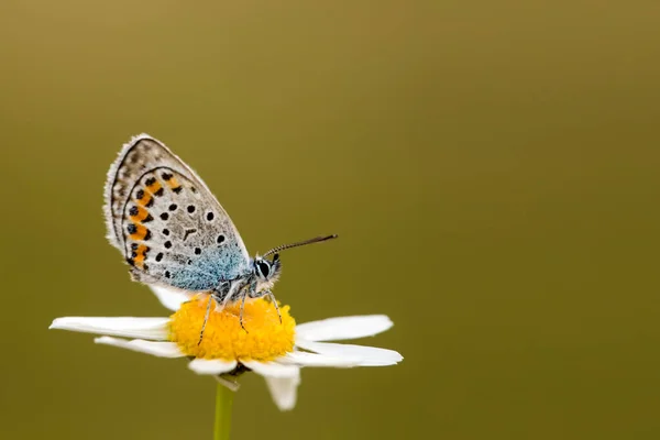 Papillon Sur Fleur Colorée Dans Nature — Photo