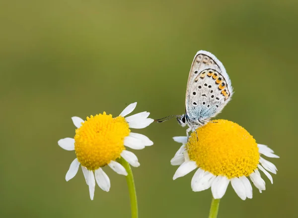 Papillon Sur Fleur Colorée Dans Nature — Photo