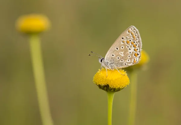 Motyl Kolorowy Kwiat Przyrodzie — Zdjęcie stockowe