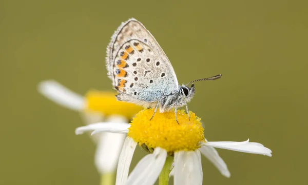 Papillon Sur Fleur Colorée Dans Nature — Photo