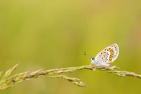 Vlinder Kleurrijke Bloem Natuur — Stockfoto