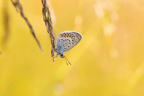 Papillon Sur Fleur Colorée Dans Nature — Photo