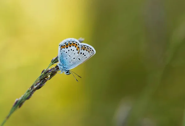 Papillon Sur Fleur Colorée Dans Nature — Photo