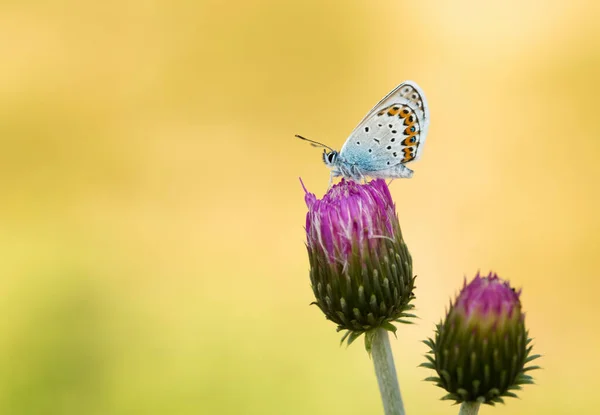 Papillon Sur Fleur Colorée Dans Nature — Photo