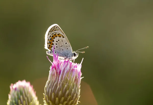 Motyl Kolorowy Kwiat Przyrodzie — Zdjęcie stockowe