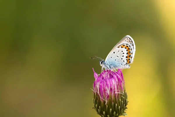 Motýl Barevném Květu Přírodě — Stock fotografie