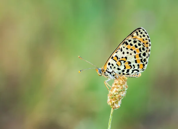 Farfalla Sul Fiore Colorato Natura — Foto Stock