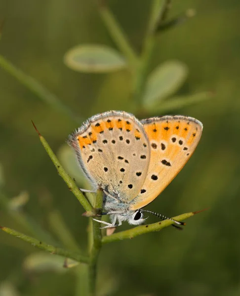 Papillon Sur Fleur Colorée Dans Nature — Photo