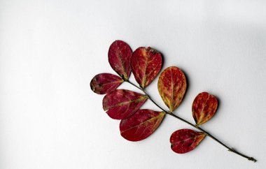 Beyaz arka planda kurumuş yapraklar. Görüntü Görüntüsü.