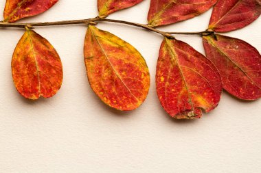 Beyaz arka planda kurumuş yapraklar. Görüntü Görüntüsü.