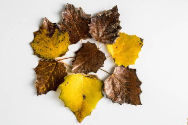 Beyaz arka planda kurumuş yapraklar. Görüntü Görüntüsü.