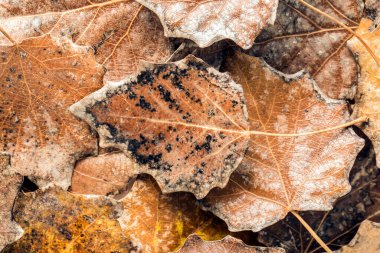 Beyaz arka planda kurumuş yapraklar. Görüntü Görüntüsü.