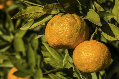 Yeşil yapraklı meyve ağacı ve mandalina, mandalina.