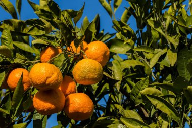 Yeşil yapraklı meyve ağacı ve mandalina, mandalina.