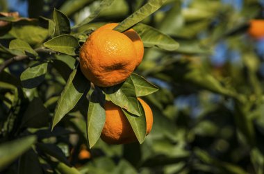 Yeşil yapraklı meyve ağacı ve mandalina, mandalina.