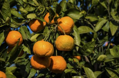Yeşil yapraklı meyve ağacı ve mandalina, mandalina.