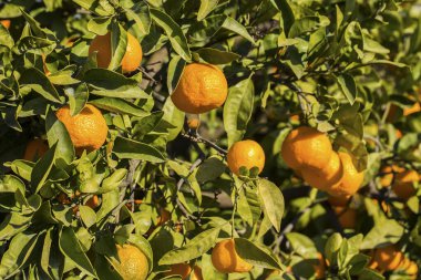 Yeşil yapraklı meyve ağacı ve mandalina, mandalina.