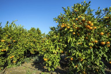 Yeşil yapraklı meyve ağacı ve mandalina, mandalina.