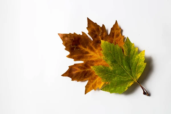 Torkade Blad Den Vita Bakgrunden Begreppsbild — Stockfoto