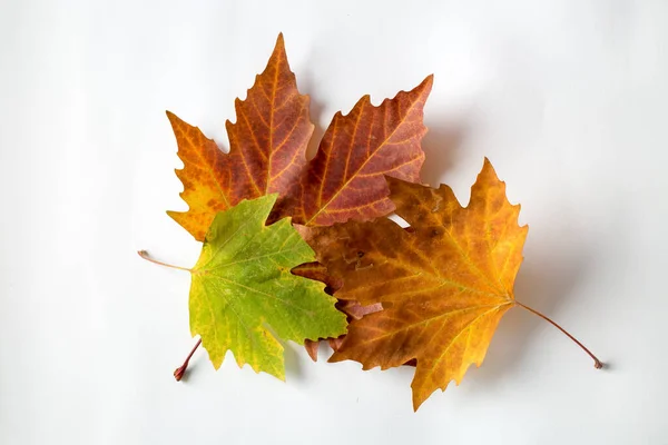 Torkade Blad Den Vita Bakgrunden Begreppsbild — Stockfoto