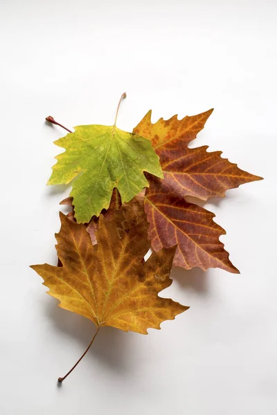 Torkade Blad Den Vita Bakgrunden Begreppsbild — Stockfoto