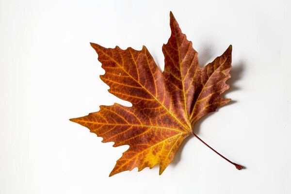 Dried leaves on the white background. Concept Photo.