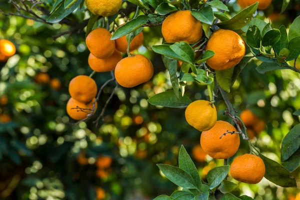 Árvore Fruto Com Folhas Verdes Tangerina Fruto Tangerina — Fotografia de Stock