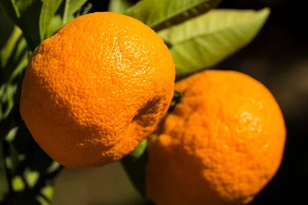 Árbol Frutal Con Hojas Verdes Mandarina Fruta Mandarina — Foto de Stock