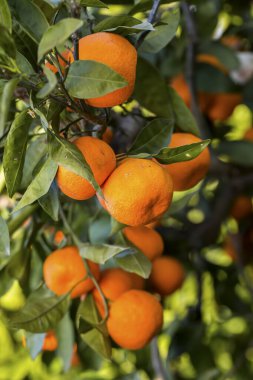 Yeşil yapraklı meyve ağacı ve mandalina, mandalina.