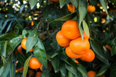 Yeşil yapraklı meyve ağacı ve mandalina, mandalina.