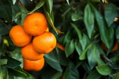 Yeşil yapraklı meyve ağacı ve mandalina, mandalina.