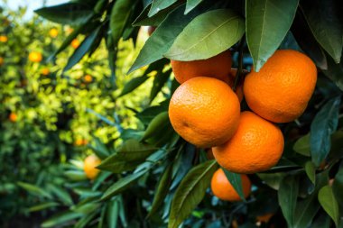Yeşil yapraklı meyve ağacı ve mandalina, mandalina.
