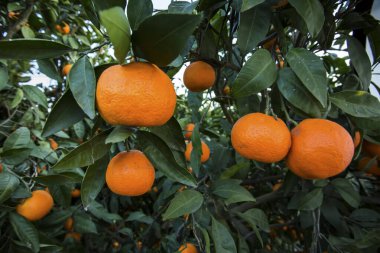 Yeşil yapraklı meyve ağacı ve mandalina, mandalina.