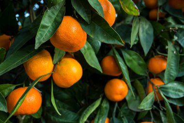 Yeşil yapraklı meyve ağacı ve mandalina, mandalina.
