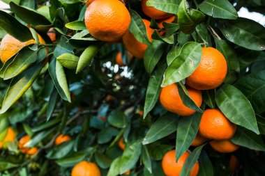 Yeşil yapraklı meyve ağacı ve mandalina, mandalina.