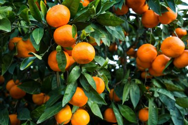 Yeşil yapraklı meyve ağacı ve mandalina, mandalina.