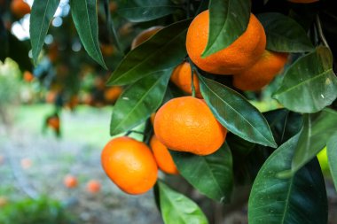 Yeşil yapraklı meyve ağacı ve mandalina, mandalina.