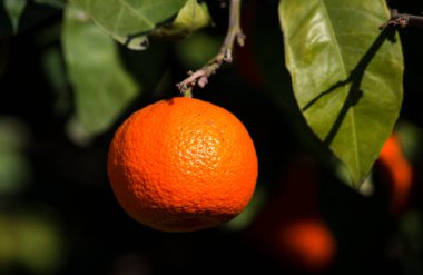 Yeşil yapraklı meyve ağacı ve mandalina, mandalina.