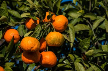 Yeşil yapraklı meyve ağacı ve mandalina, mandalina.