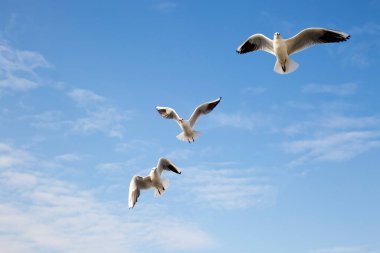 Mavi gökyüzü arka planında kanat açıklığını gösteren martı kuşu (Türkiye İzmir Karsiyaka Mavisehir)