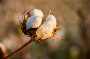 Pamuk tarlaları hasat ve tarıma hazır.