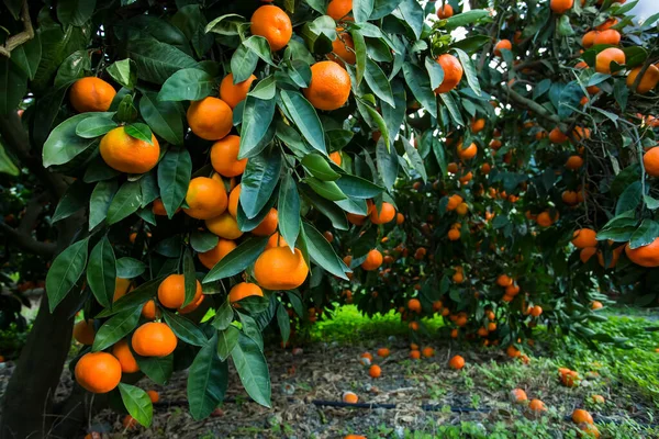 Árbol Frutal Con Hojas Verdes Mandarina Fruta Mandarina — Foto de Stock