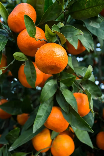 Fruit Tree Green Leaves Tangerine Mandarin Fruit — Stock Photo, Image