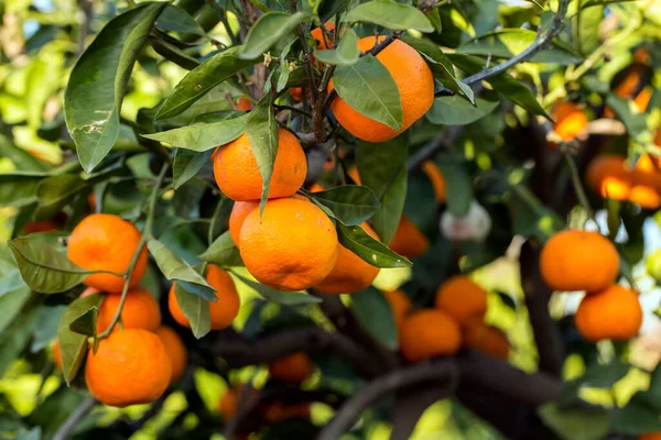 Ovocný Strom Zelenými Listy Mandarinkami Mandarinkové Ovoce — Stock fotografie