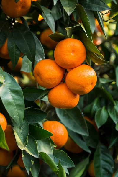 Árvore Fruto Com Folhas Verdes Tangerina Fruto Tangerina — Fotografia de Stock