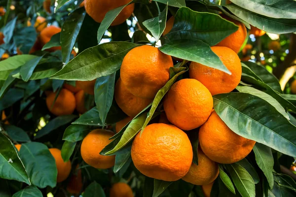 Árbol Frutal Con Hojas Verdes Mandarina Fruta Mandarina — Foto de Stock