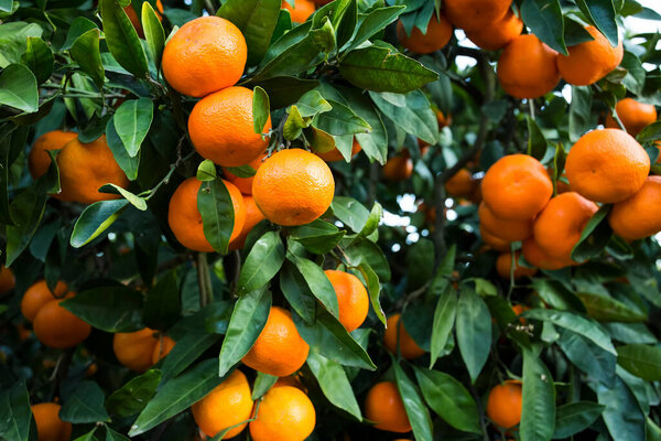 Fruit tree with green leaves and tangerine, mandarin fruit