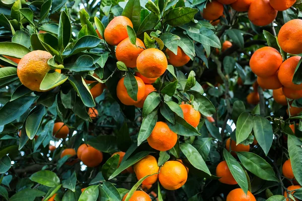 Árbol Frutal Con Hojas Verdes Mandarina Fruta Mandarina — Foto de Stock