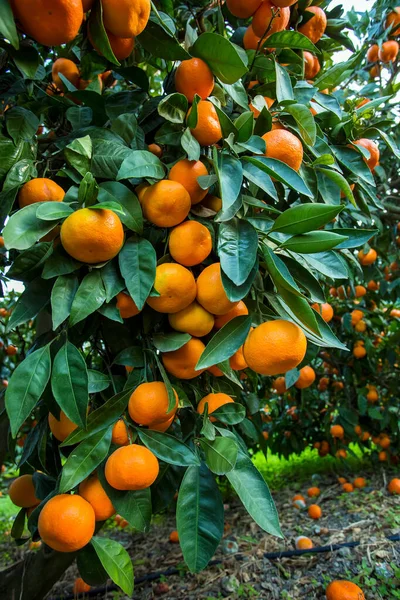 Árbol Frutal Con Hojas Verdes Mandarina Fruta Mandarina — Foto de Stock
